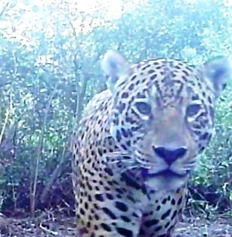 Yaguareté quedó registrado por cámaras trampa