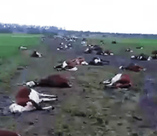 Reportaron una impresionante muerte de hacienda en Corrientes