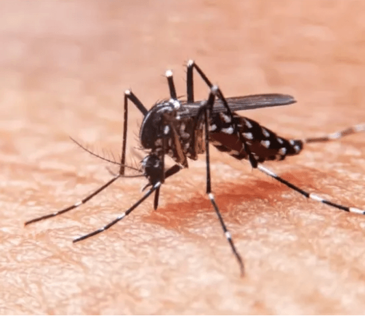 ALERTA: Por el calentamiento global, los casos de dengue en América pueden llegar a niveles récord