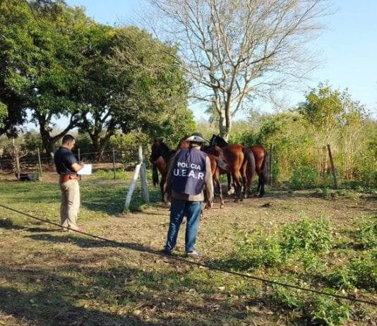 Cnia. SAN JUAN: La UEAR retiró animales que ponían en riesgo la seguridad del tránsito