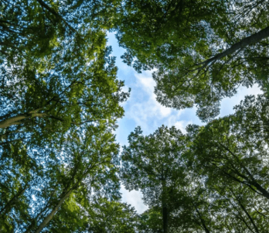 29 de agosto: Por qué se celebra el Día del Árbol en Argentina