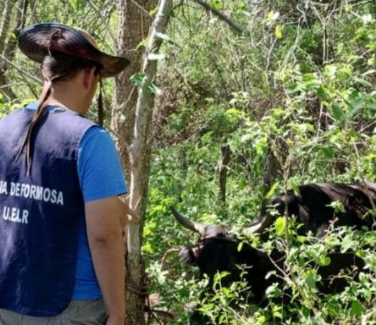 PORTON NEGRO: La Policía recuperó una vaca y busca a los abigeos