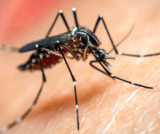 Confirman el primer caso de dengue de la temporada