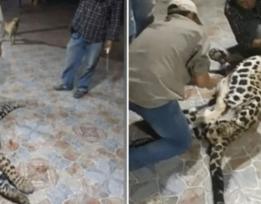 FORMOSA: Mantienen el pago de la millonaria caución para el cazador que asesinó a un yaguareté