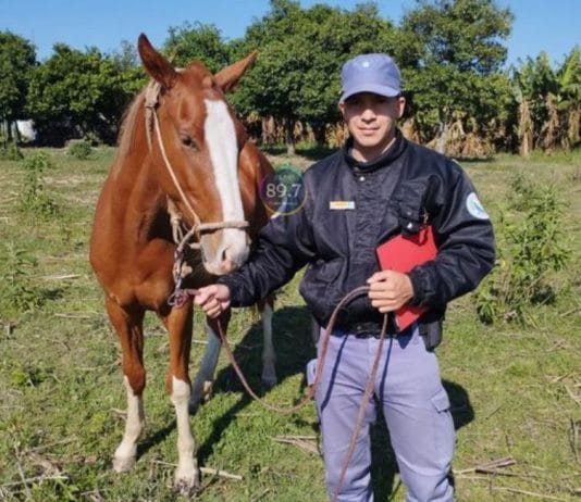 LAGUNA NAINECK: La Policía halló una caballo que había sido sustraído