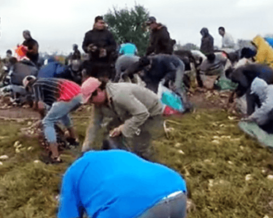 TUCUMÁN: Un camión que transportaba papas chocó y los vecinos se robaron el cargamento