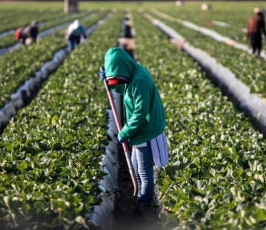 “Casi nadie quiere trabajar”: en una región quedará frutilla sin cosechar y un intendente le apuntó a los planes sociales