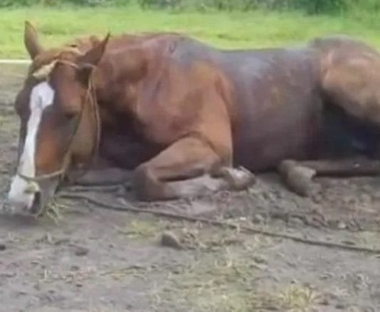 Senasa confirmó que hay encefalomielitis equina en el NEA