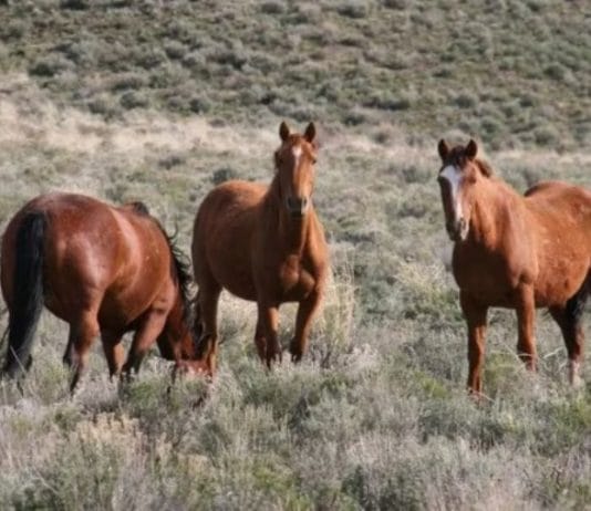 Brote de encefalomielitis equina en Argentina: cuál es el riesgo para los humanos de la enfermedad que afecta a los caballos