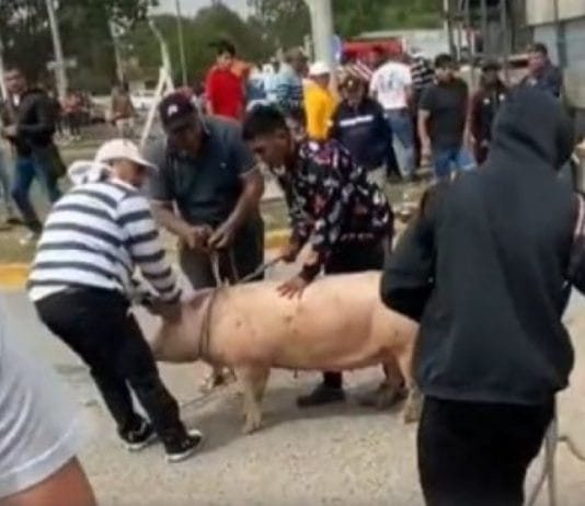 Jesús María: rodearon un camión que volcó y robaron los cerdos