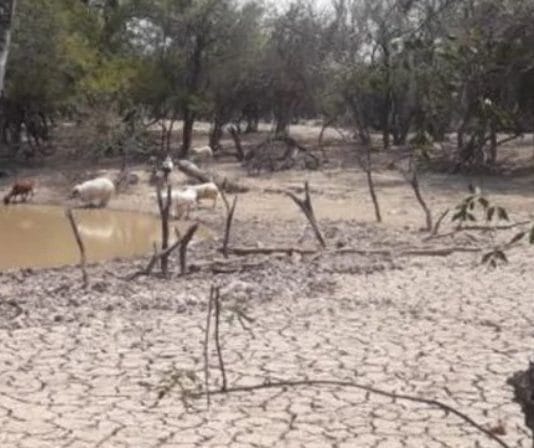 GRAVE: Ya hay mortandad de animales en el centro oeste de Formosa por la sequía