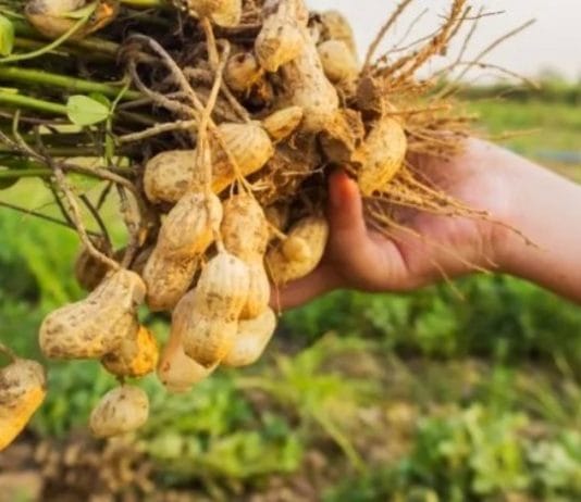 Solo una de diecinueve economías regionales mantiene su producción