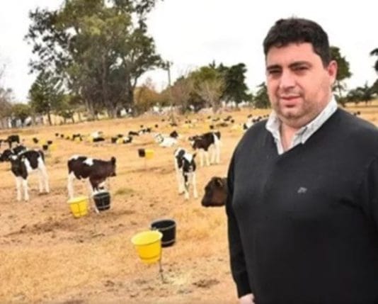 Cerró otro tambo y 500 vacas fueron al frigorífico: «Más producís, más rápido te fundís»