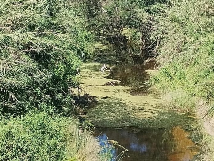 EL PORTEÑO ANGELITO