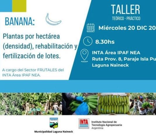 LAGUNA NAINECK: El INTA Agricultura Familiar NEA organiza un taller sobre “Banana: Plantas por hectárea (densidad), rehabilitación y fertilización de lotes”.