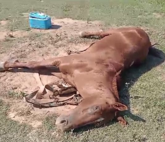 MISIÓN TACAAGLE: Investigan un caso sospechoso de “encefalomielitis equina”