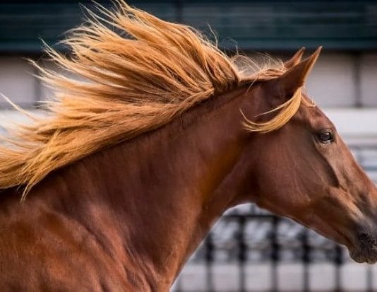 Confirman el primer caso de Encefalitis Equina del Oeste en un humano en Santa Fe
