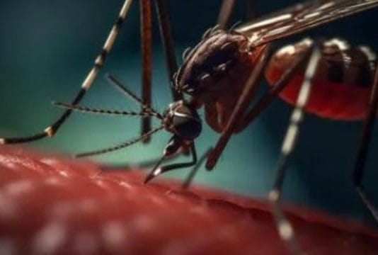 Este año, el dengue ya mató a tres personas en Formosa.
