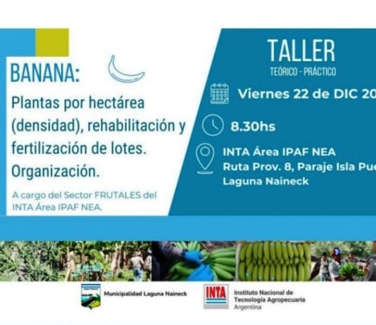 LAGUNA NAINECK: Reprogramaron para hoy viernes el taller sobre “Banana: Plantas por hectárea (densidad), rehabilitación y fertilización de lotes”.