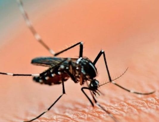 En 2023 se registraron más de 134.000 casos de dengue y 68 muertes en el país