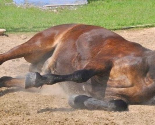 ENCEFALOMIELITIS EQUINA: Analizan muestras de El Colorado, Tacaaglé y Colonia Puesto Ramona
