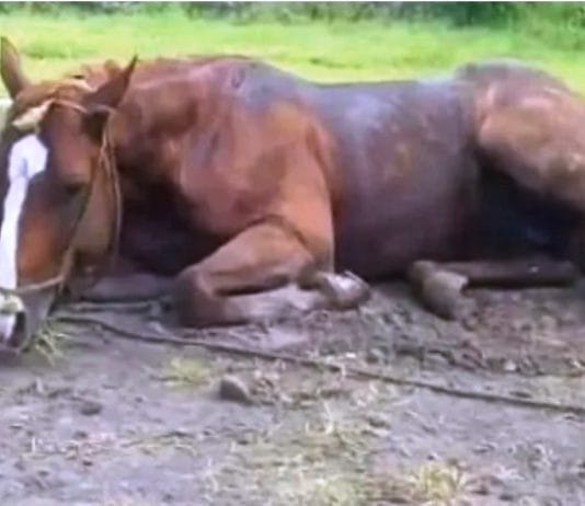 Se confirmó por laboratorio un brote de encefalomielitis equina en Formosa