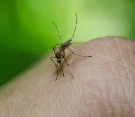 DENGUE: “La única forma de ganarle a esta enfermedad es haciendo desaparecer los criaderos”
