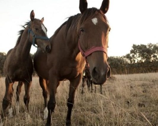 Declaran la emergencia sanitaria en todo el país por un brote de Encefalomielitis Equina