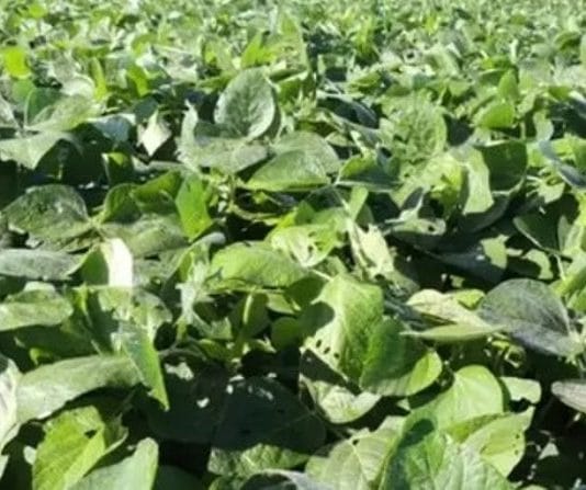 Estiman que la producción agrícola 2023/24 crecerá cerca de 40%