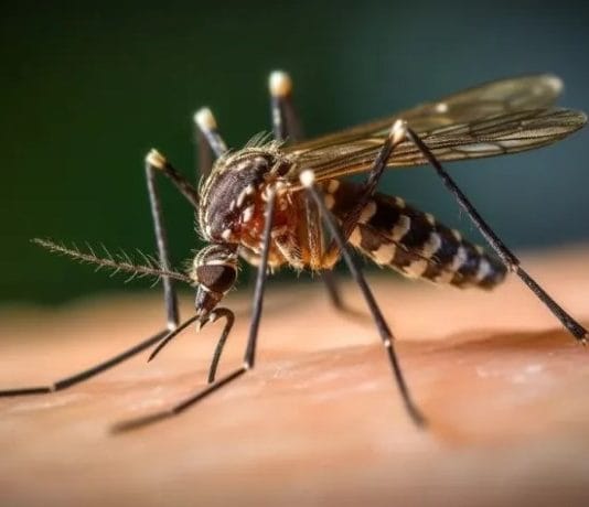 Misiones aplicará la vacuna contra el dengue de forma gratuita