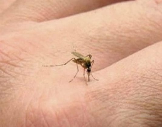 La región NEA, la más complicada: se registraron más de 22.000 casos de dengue y 16 muertes en el país