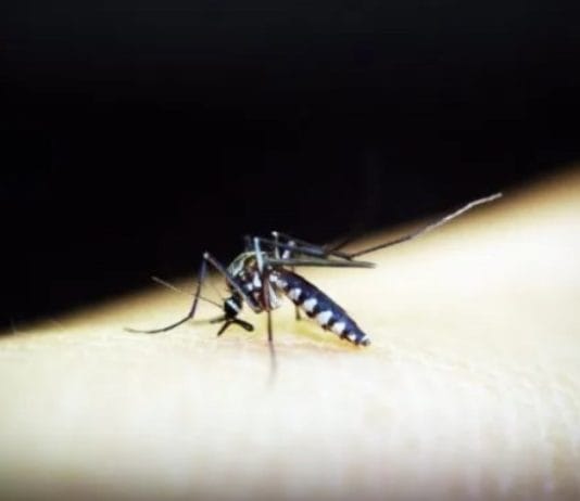 ENCEFALITIS EQUINA: Ya hay dos muertes en Buenos Aires.