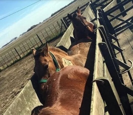 Encefalomielitis equina: establecen la vacunación obligatoria en todo el país