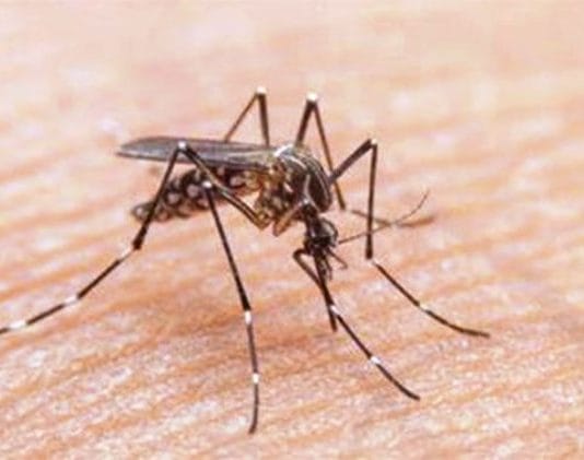 La semana pasada se diagnosticaron más de 1200 casos positivos a dengue en Formosa