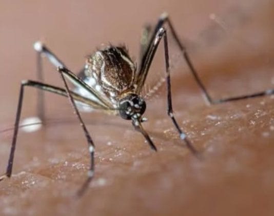DENGUE: Legisladores argentinos reclamaron vacunación gratuita para las zonas afectadas del Mercosur
