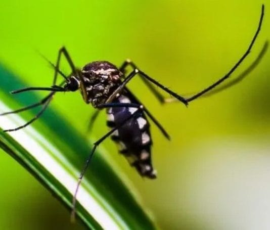 DENGUE. Aumentan los casos de dengue en el país: cuáles con los síntomas y cómo prevenirlo