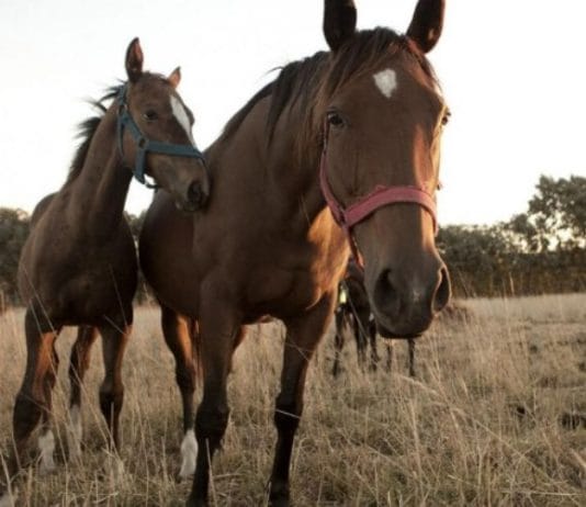 HAY 12 CASOS EN EL PAIS: Confirman un muerto por encefalitis equina en Santa Fe
