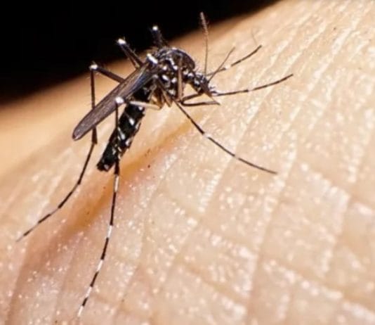 DENGUE: Preocupación por el veloz aumento de casos en seis provincias