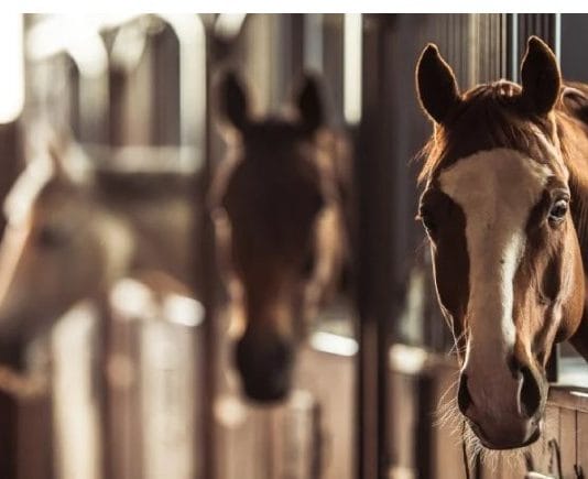 Confirman una segunda muerte por encefalitis equina en el país