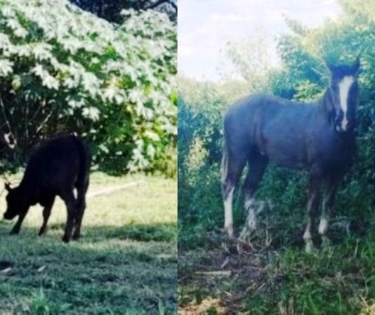LAGUNA NAINECK: La policía halló animales extraviados