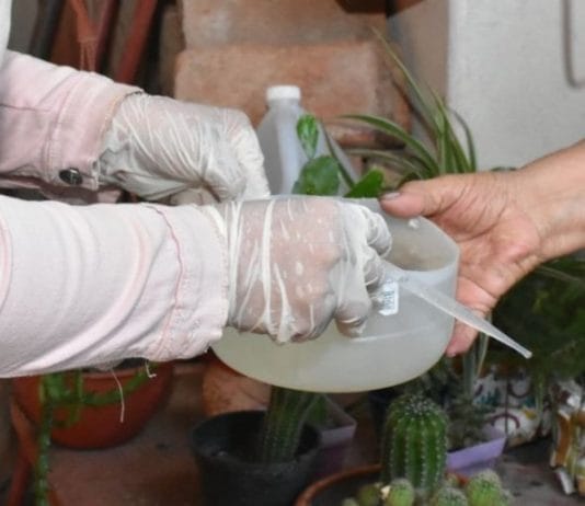 DENGUE: Se registraron 539 casos positivos nuevos esta semana