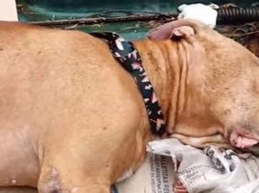 CLORINDA: Un hombre fue detenido por golpear de manera violenta a un perro