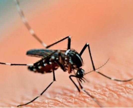 EPIDEMIA DE DENGUE EN ARGENTINA: La incidencia de casos aumentó el 89% en enero