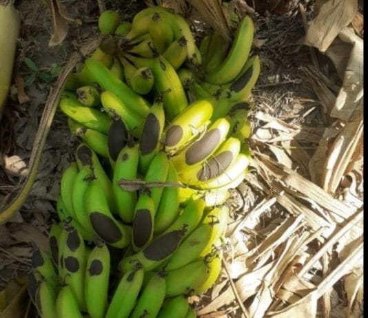 LAGUNA NAINECK: Federacion Agraria Argentina emitió un informe sobre los efectos adversos del calor y falta de lluvias en los cultivos