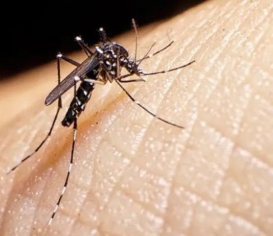 DENGUE: 14 provincias argentinas presentan «circulación viral».