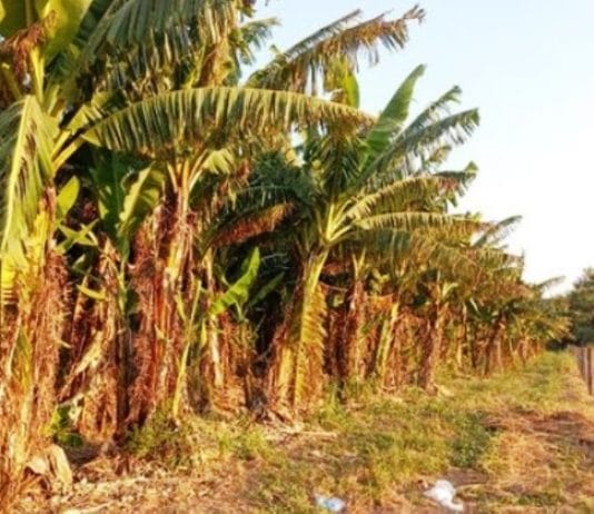 LAGUNA NAINECK: La producción agrícola sufre por la ola de calor y la falta de lluvia.