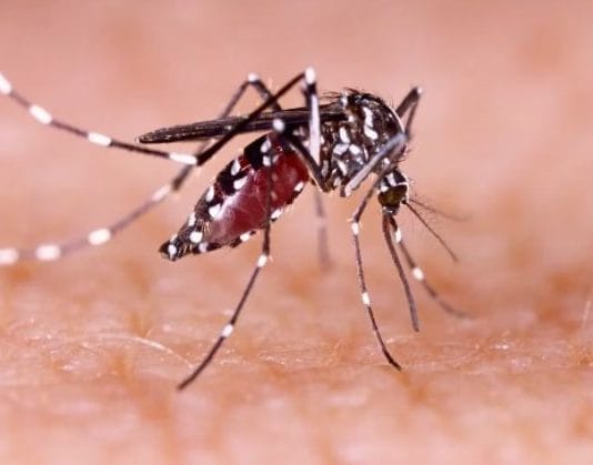 Récord de contagios y muertes por dengue: crecieron los casos con respecto a 2023 y hay 69 muertos
