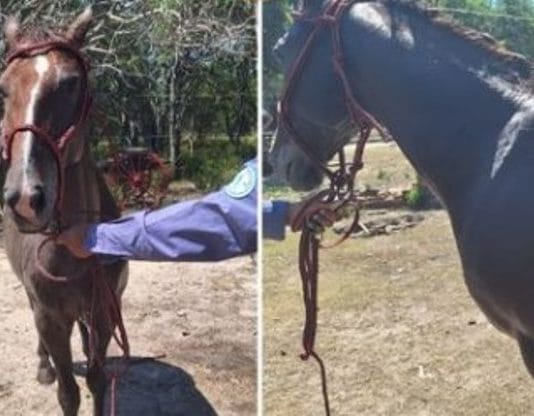 TRES LAGUNAS: Un hombre fue detenido por vender un caballo ajeno