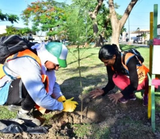 INICIATIVA A IMITAR: El Municipio capitalino ofrece a los vecinos la plantación de hasta dos árboles por familia, de manera gratuita