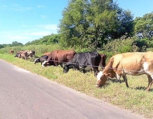 POR SEGURIDAD VIAL: Solicitan a los ganaderos que eviten colocar su hacienda a la vera de la ruta para pastar